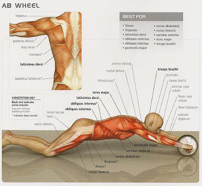 AB Wheel A Complete Body Work Out
